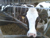 Dairy herd